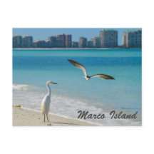 Marco Island Wildlife postcard