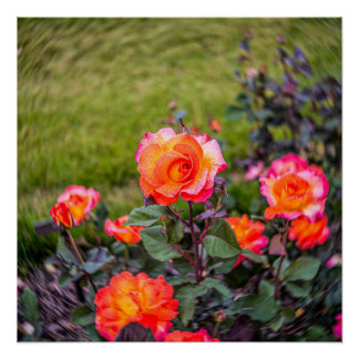 Mardi Gras Rose with a Twist Poster