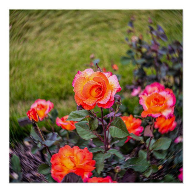 Mardi Gras Rose with a Twist Poster (Front)