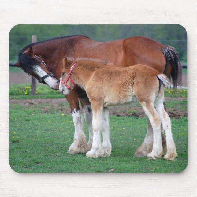 mare and colt 2 mousepad (Front)