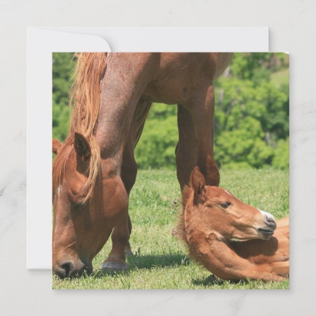 Mare and Colt Invitation (Front)
