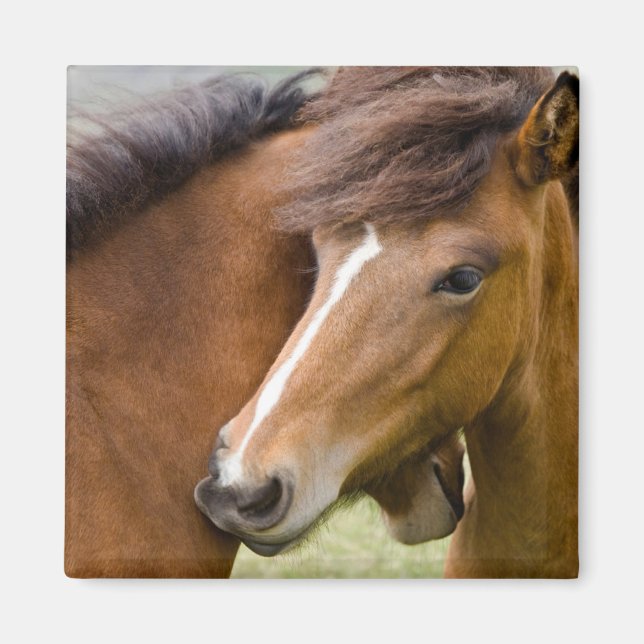 Mare And Colt Magnet (Front)