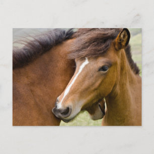 Mare And Colt Postcard