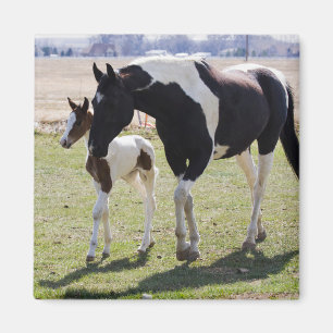 Mare and Filly Walking Magnet