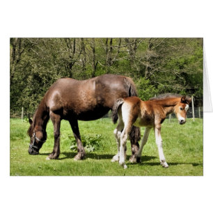 MARE AND FOAL CARD