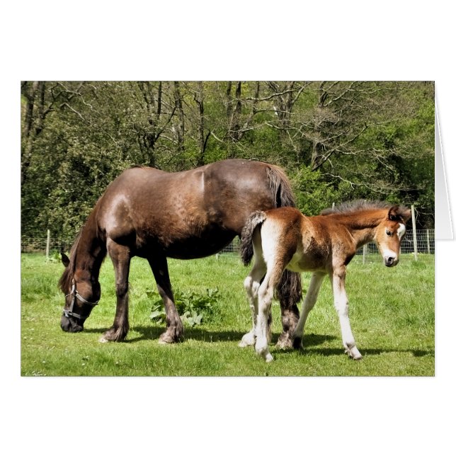MARE AND FOAL CARD (Front Horizontal)