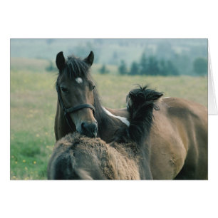 Mare and Foal Grooming Each Other