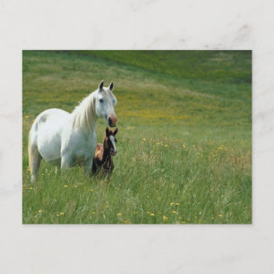 Mare and Foal in Tall Grass Postcard