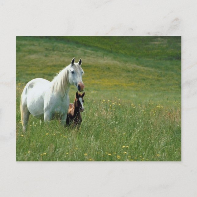 Mare and Foal in Tall Grass Postcard (Front)