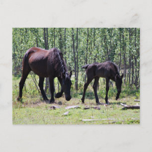 Mare and foal perfectly in sync postcard