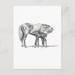 Mare and Foal Postcard