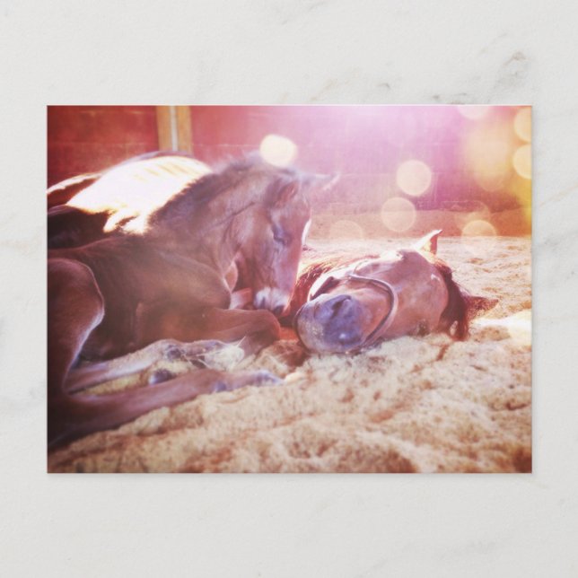 Mare and Foal Postcard (Front)