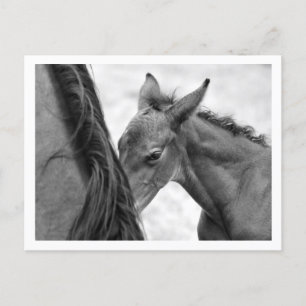 Mare and Foal Postcard