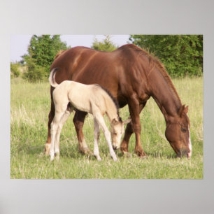 Mare and  Foal Poster