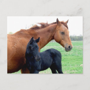 Mare and Her Colt Postcard