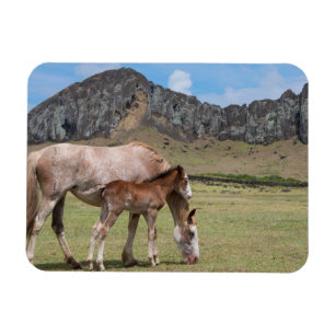 Mare & Colt at Volcanic Crater of Rano Raraku Magnet