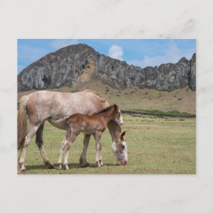 Mare & Colt at Volcanic Crater of Rano Raraku Postcard