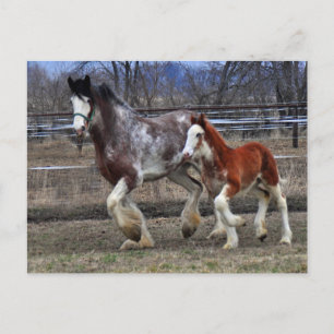 Mare & colt running postcard