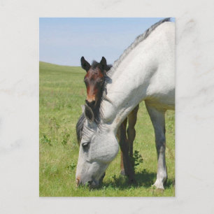Mare Grazing with Colt Postcard