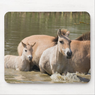 Mare with Foal Crossing a River Mouse Mat