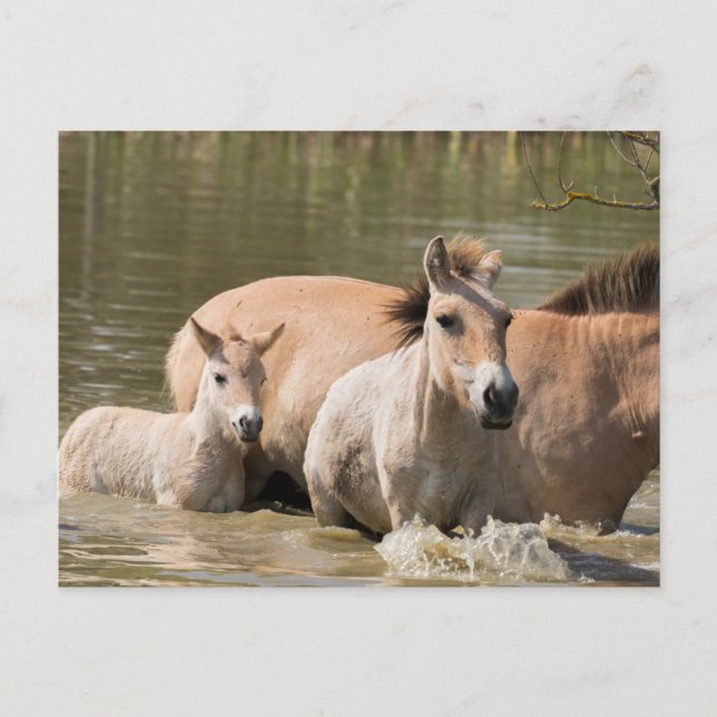 Mare with Foal Crossing a River Postcard (Front)