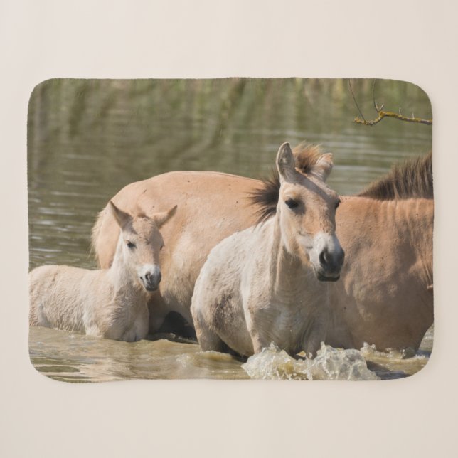 Mare with Foal Crossing a River Sherpa Blanket (Front (Horizontal))