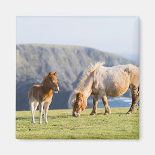 Mare with Foal, Shetland islands, Scotland Magnet
