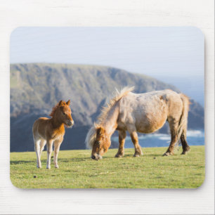 Mare with Foal, Shetland islands, Scotland Mouse Mat