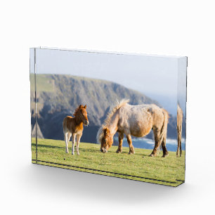 Mare with Foal, Shetland islands, Scotland Photo Block