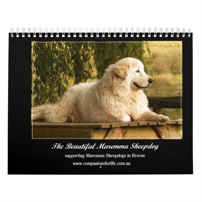 Maremma Sheepdog Calendar (Cover)