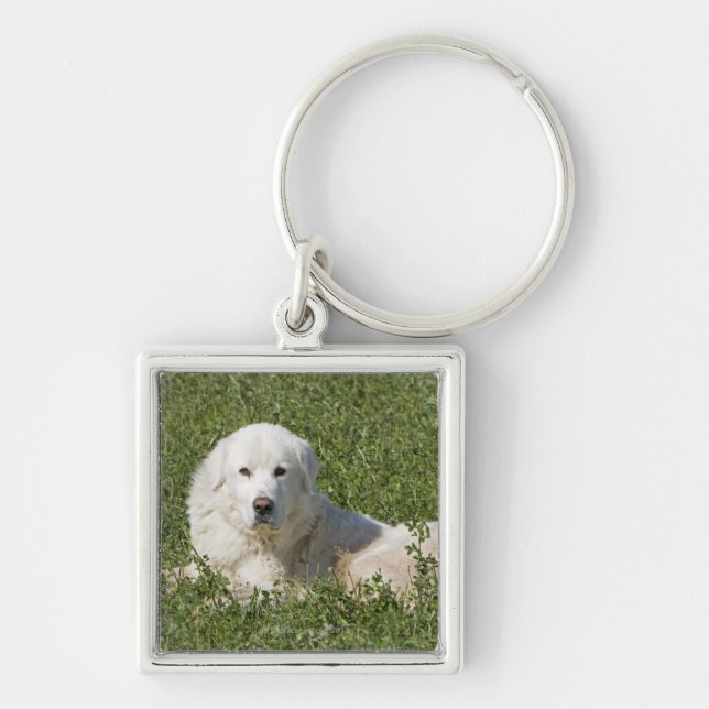 Maremma sheepdog in pasture acts as a livestock key ring (Front)