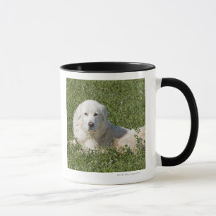 Maremma sheepdog in pasture acts as a livestock mug
