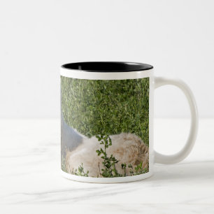 Maremma sheepdog in pasture acts as a livestock Two-Tone coffee mug