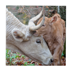Maremmana Cow and Calf Tile