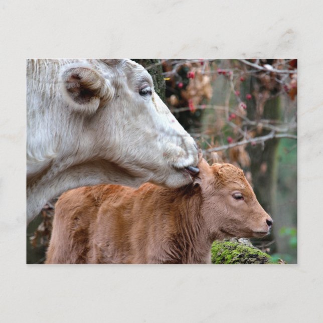 Maremmana Cow Licking Calf Postcard (Front)