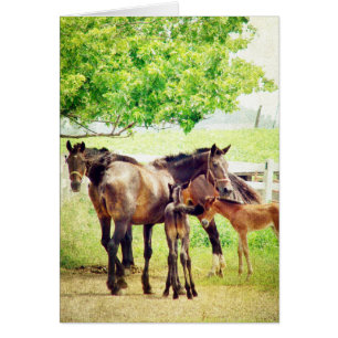 Mares and Foals