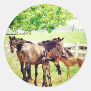 Mares and Foals Classic Round Sticker