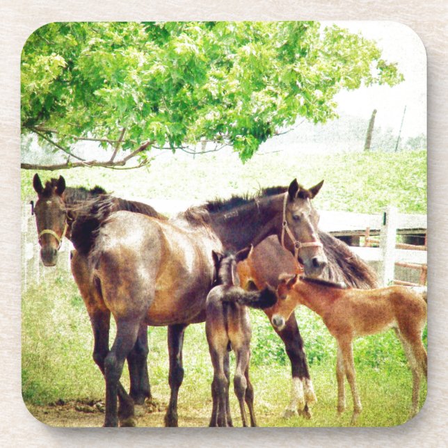 Mares and Foals Coaster (Front)