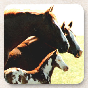 Mares and Foul Horses Coaster