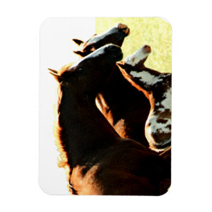 Mares and Foul Horses Magnet
