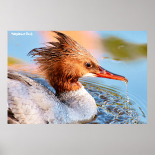 Marganser Duck Poster