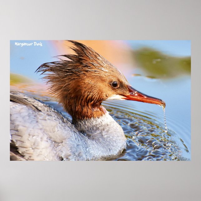 Marganser Duck Poster (Front)