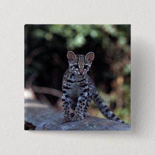 Margay (Felis wiedi) kitten in tree 15 Cm Square Badge