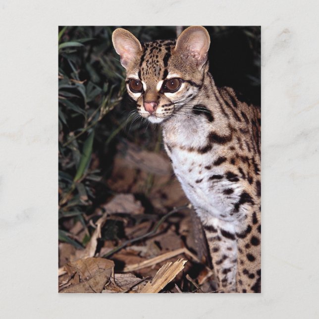 Margay (Felis wiedi) Postcard (Front)