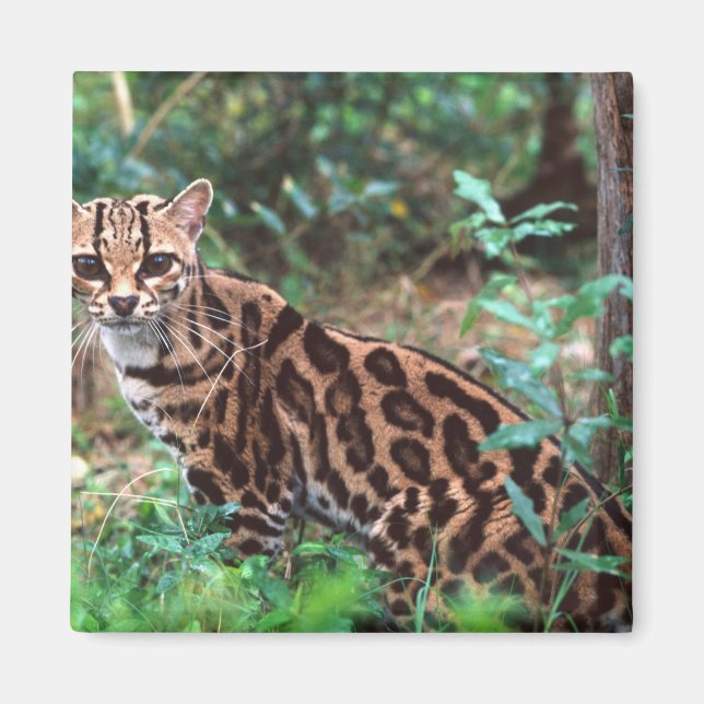 Margay, Leopardus wiedi, Native to Mexico into Magnet (Front)