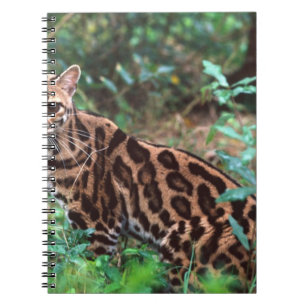Margay, Leopardus wiedi, Native to Mexico into Notebook