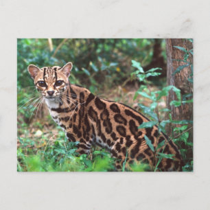 Margay, Leopardus wiedi, Native to Mexico into Postcard