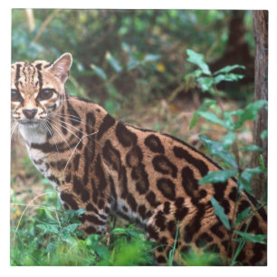 Margay, Leopardus wiedi, Native to Mexico into Tile