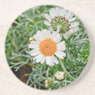 Marguerite Coaster