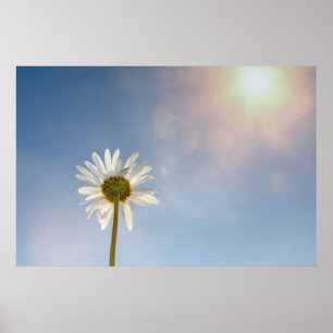 Marguerite  - poster